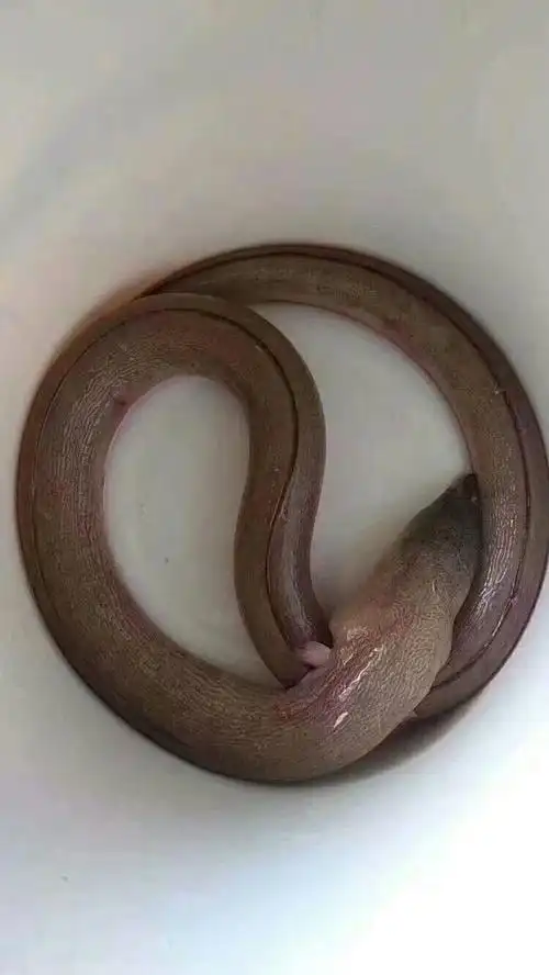 土龙,一条3-4斤左右腰酸背痛,筋骨受伤,炖汤补补 很有效果[呲牙]