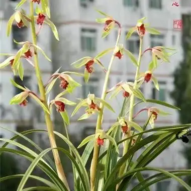 蕙兰碧血丹心2苗苗不大