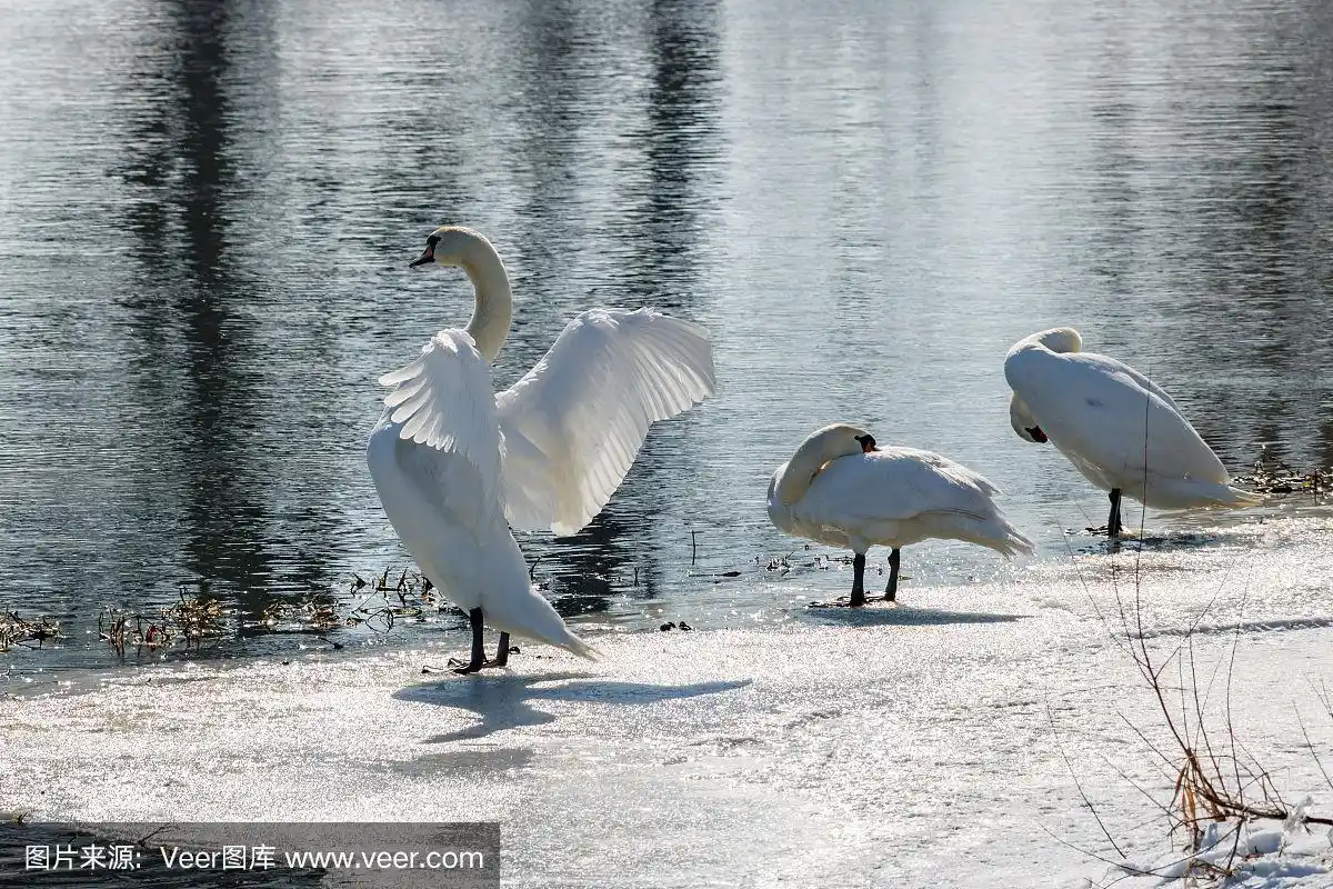 阳光明媚的冬日,白天鹅展翅站在白雪皑皑的河畔