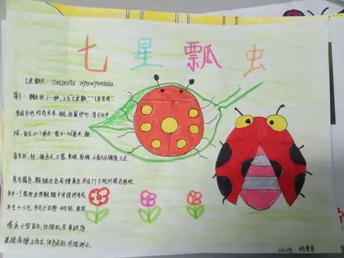 杨奥荣喜欢的七星瓢虫