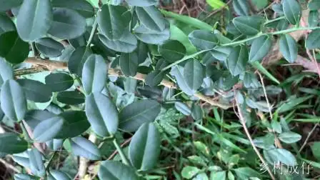 这种东风栀也叫狗骨刺,小小一棵就值30元,你们家乡有吗