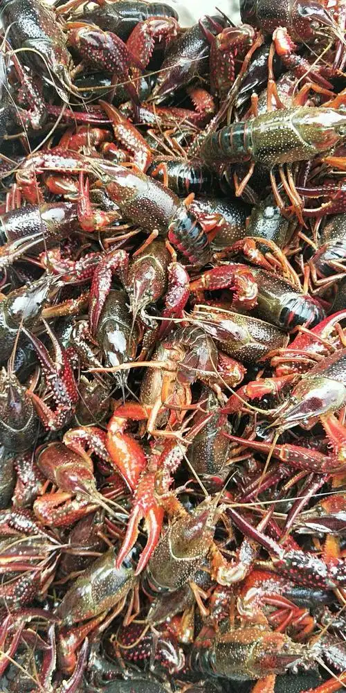 监利小龙虾 4-6钱 人工养殖