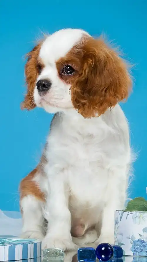 可爱的小狗,鲜花,蓝色背景 iphone 壁纸