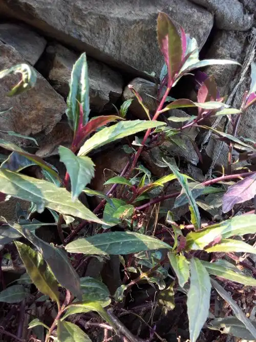 这是什么野草?听说能吃的,很快就熟,炒出来的汁水是红色的.