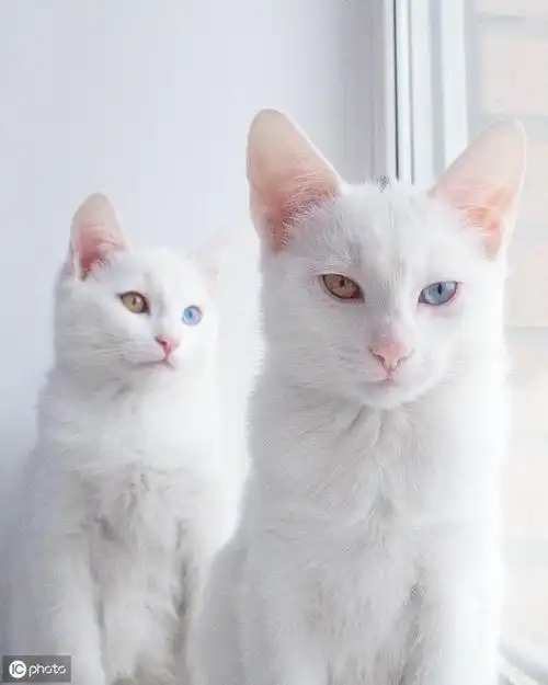 可爱的双胞胎猫咪,它们有着不同颜色的眼睛