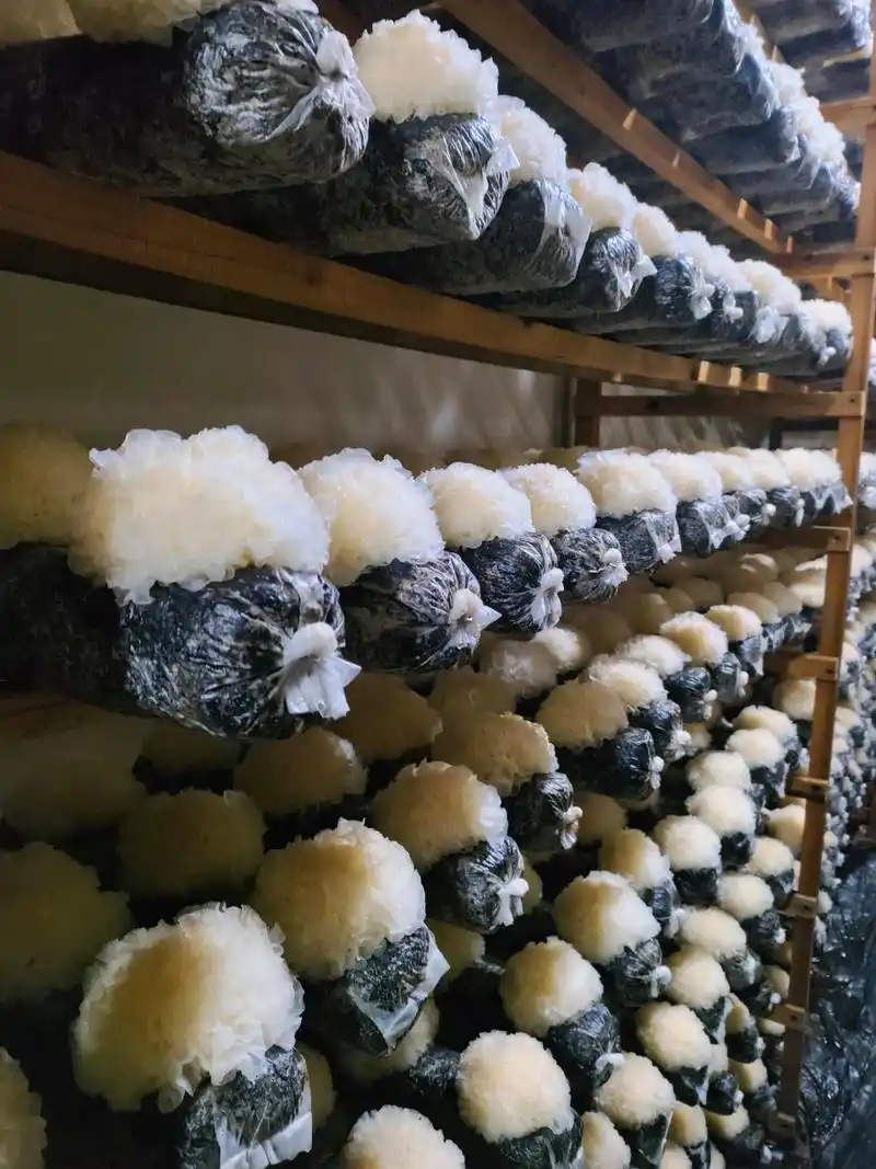 中医食疗佳品——银耳 银耳又称雪耳,是一种药食两用的植物.