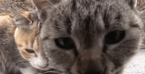 动物gif萌宠gif猫gif