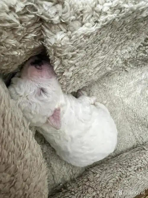 出生第十天的比熊宝宝,太萌了吧