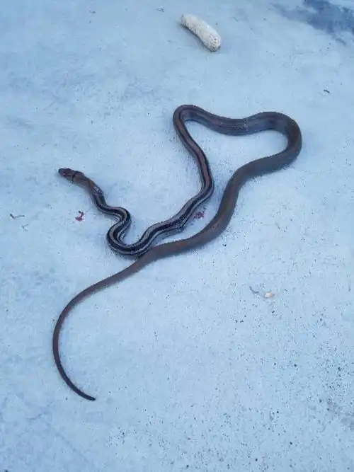 三角线蛇学名叫什么蛇