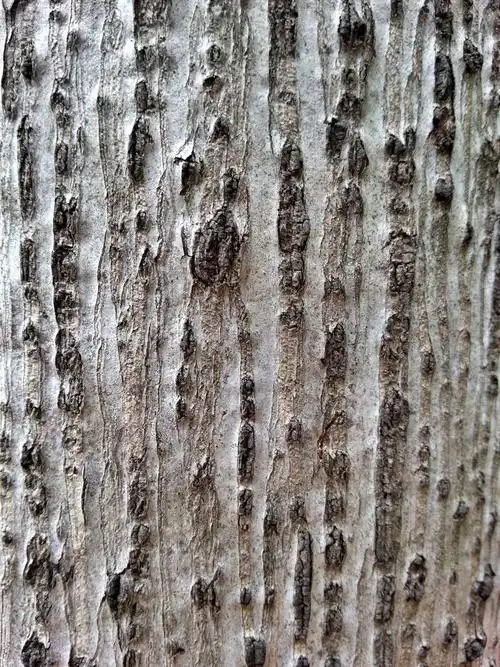 树皮的纹理
