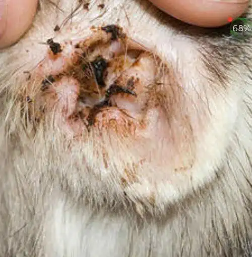 [皮皮宠物]狗狗都有那些体外寄生虫?快来看看吧!