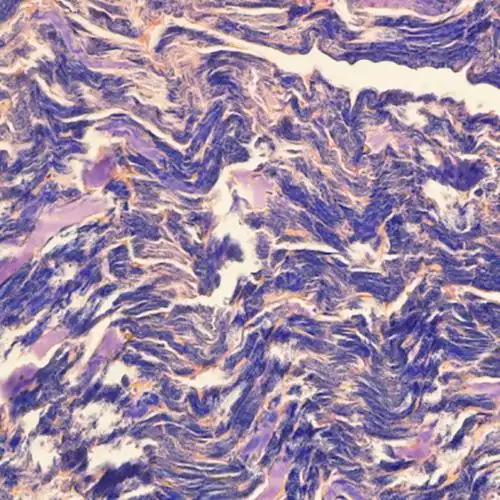 mallory磷钨酸苏木素染色液ptah自然氧化法试剂盒