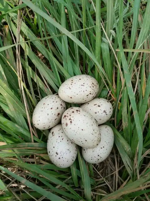 赤水沟水库里的野鸭蛋