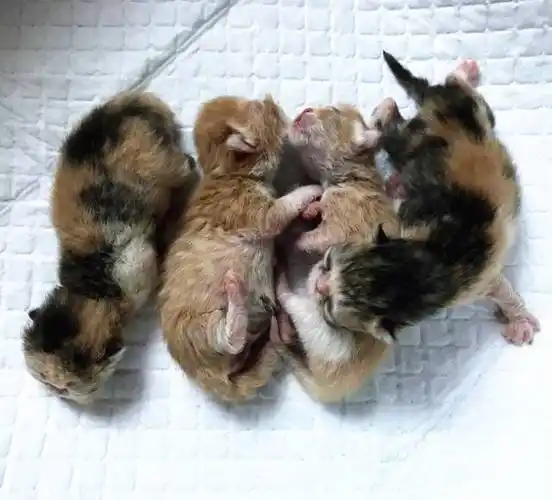 常年繁育纯种加菲猫幼崽价格1000-2000之间