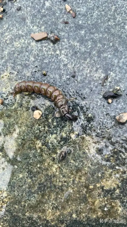 这是什么虫 - 知乎