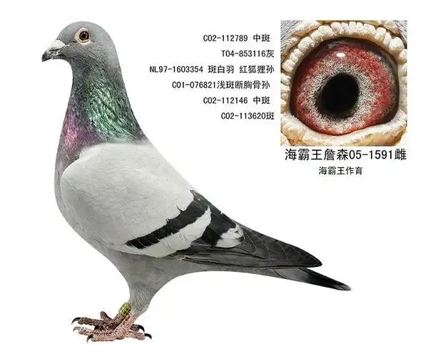 超级种鸽海霸王詹森