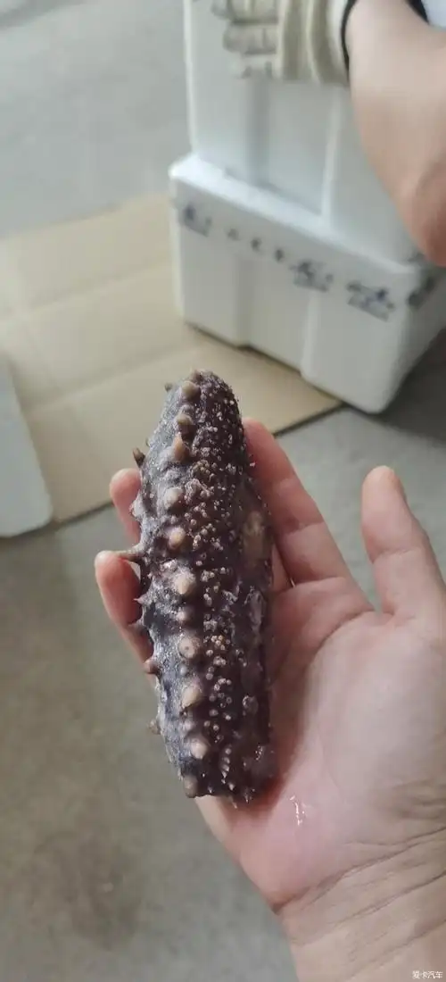 热搜冲顶海边的同学回避下江西老表请看我们平时吃的海茄子