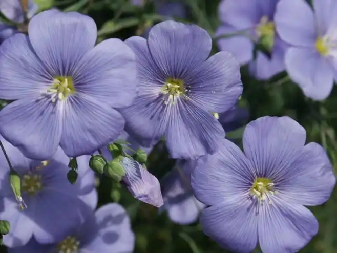 linumperenne宿根亚麻