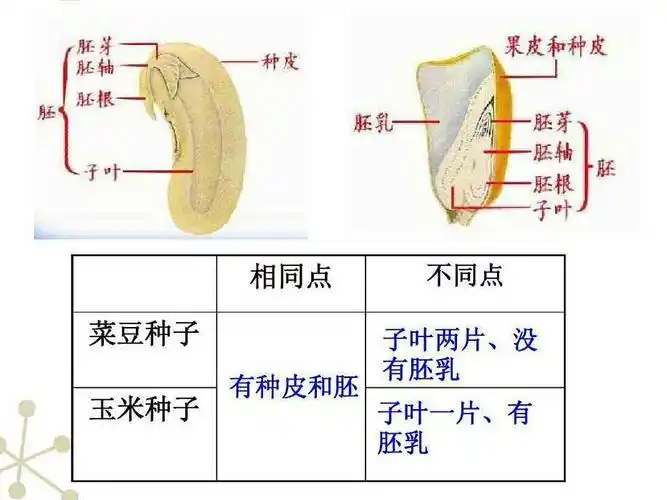胚可以分为 胚芽,胚轴,胚根和 子叶,是种子最重要的部分.