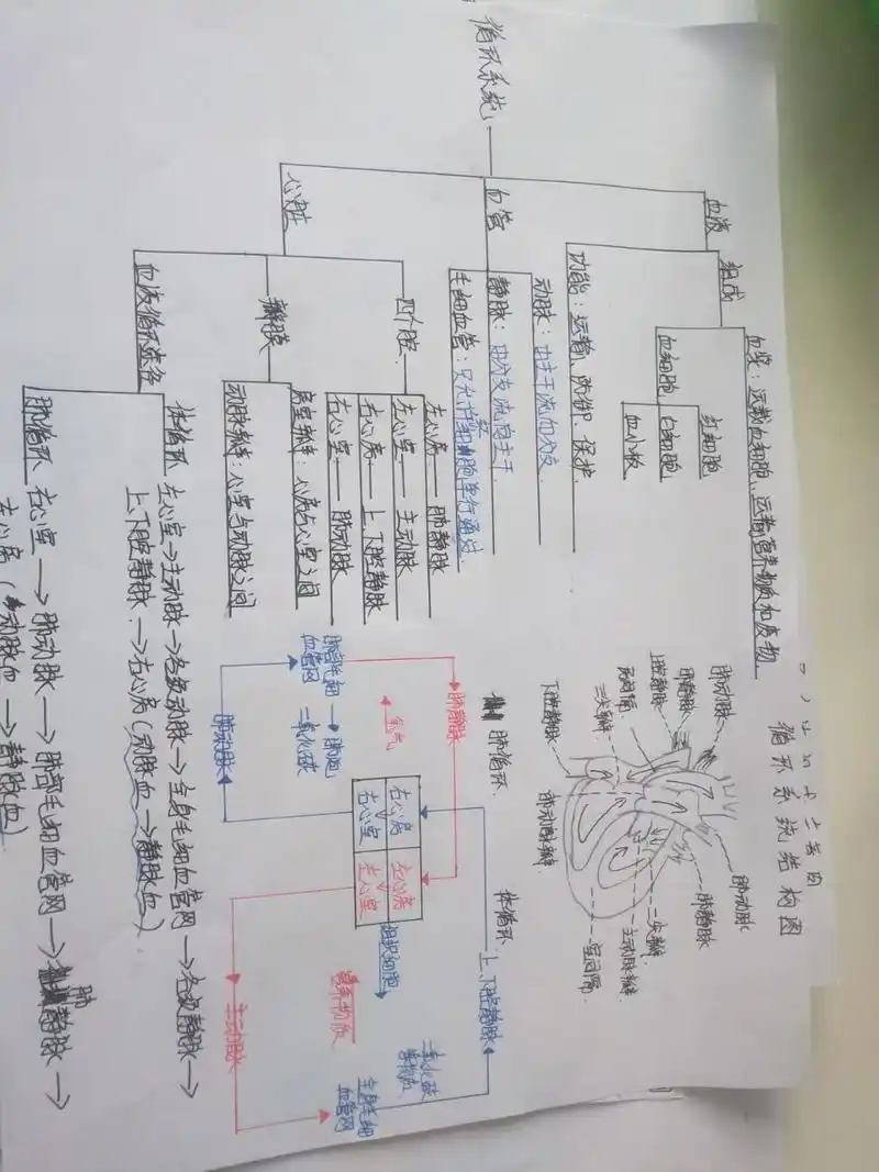 七下生物循环系统思维导图