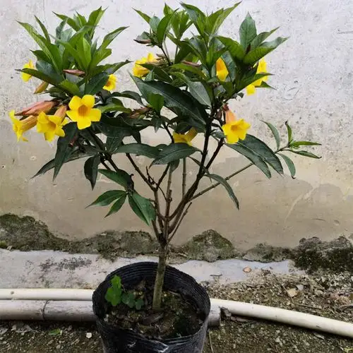 硬枝软枝黄婵花苗带土球易成活四季绿植盆栽时令草本花卉