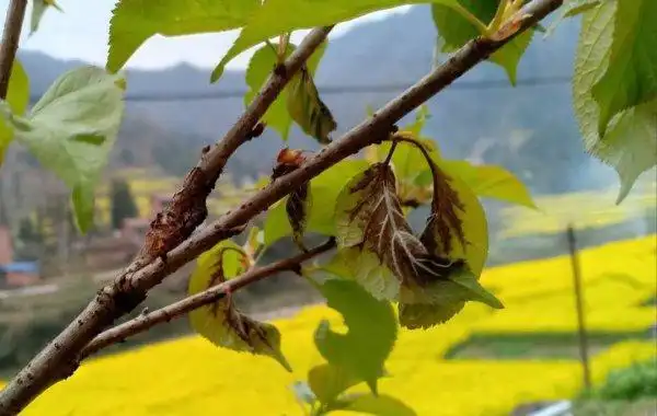 樱桃灰霉病危害症状主要有哪些?