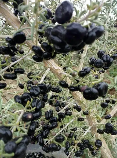 黑枸杞青海种植大果500克包邮产地直销发货