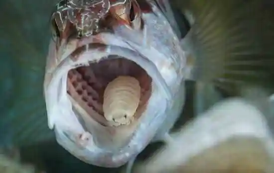 贝蒂寄生虫(食舌虫会吃掉鱼的舌头,然后取而代之)_环球信息网