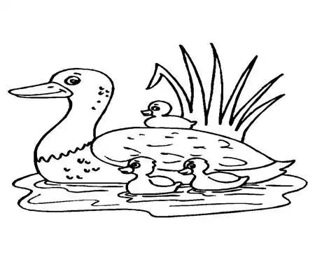 画水鸭子简笔画
