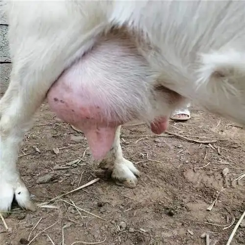 楚雄供应奶山羊活体价格 怀孕母羊迪美牧业