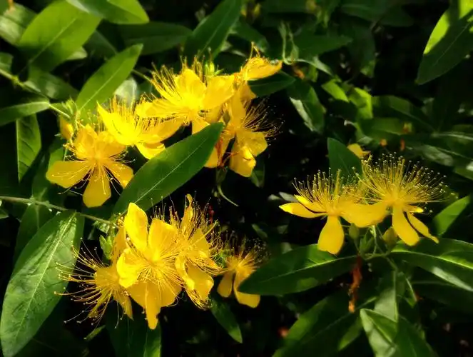 金丝桃金丝桃花叶秀丽,花冠如桃花,雄蕊金黄色,细长如