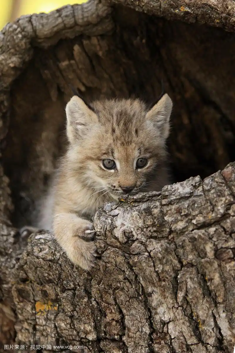 加拿大猞猁(加拿大猞猁),八周大的幼崽,在中空树干,圈养,美国蒙大拿州