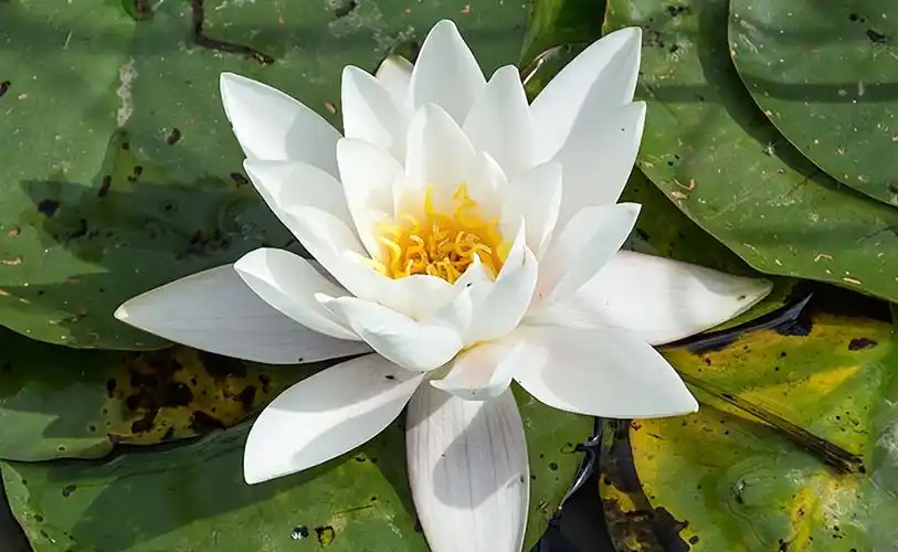 十大最漂亮的花(世界上最漂亮的花是什么花)插图