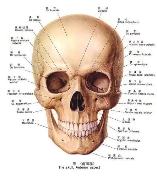 但是可以看一下,人的下巴的位置实际上是由下颌骨的位置决定的,而且