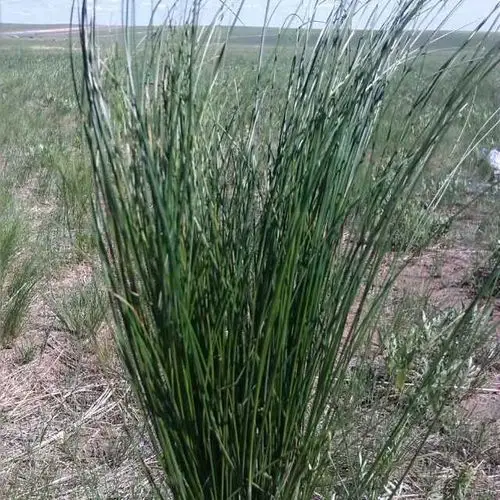 生在岩壁上的羊胡子草:不娇气,耐寒,耐干旱瘠薄