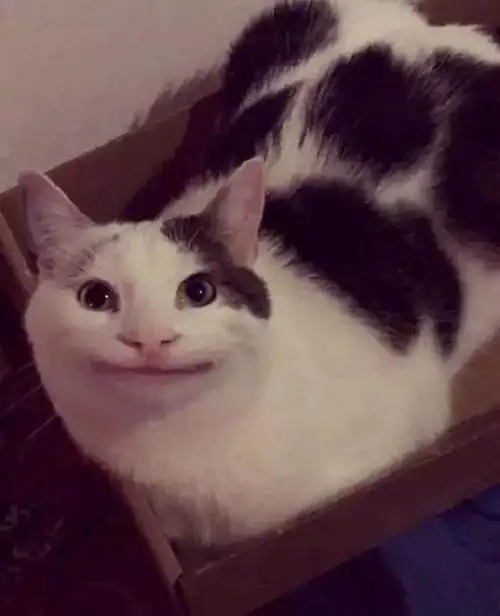 喵版假笑男孩引人发笑,表情太无奈,猫咪:喵生艰苦,卖笑为生!