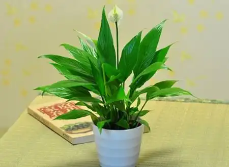 一帆风顺花的摆放禁忌