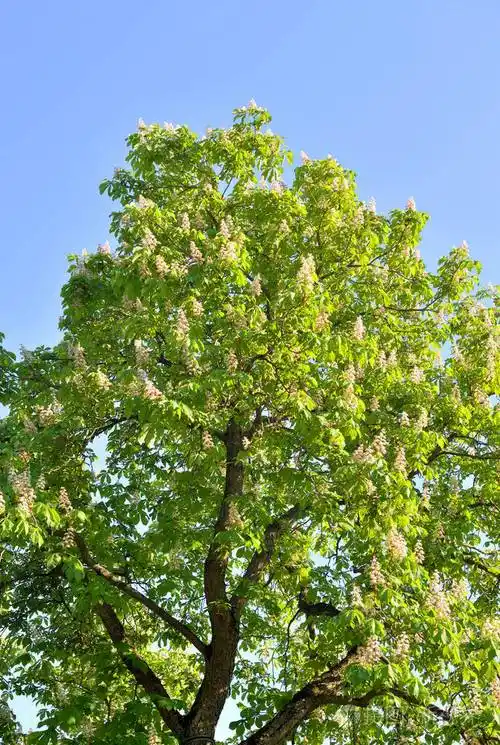 在阳光明媚的春天栗子树开花