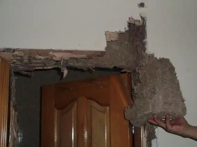 一,白蚁危害 除蛀蚀门,窗棂,家具等木制品外,皮革制品,纸张,塑料,电线