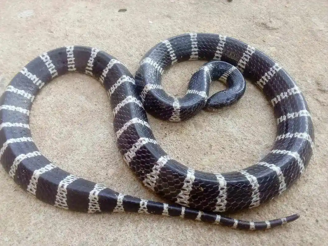 中国陆地毒性最强的十种蛇.第一银环蛇ld50皮下:0.09- - 抖音