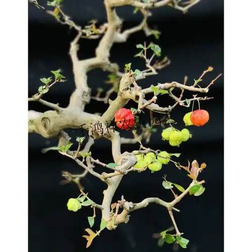 熟桩巴西红果岭南盆景老桩四季常青酉卡伊ukayi酒红色22含盆