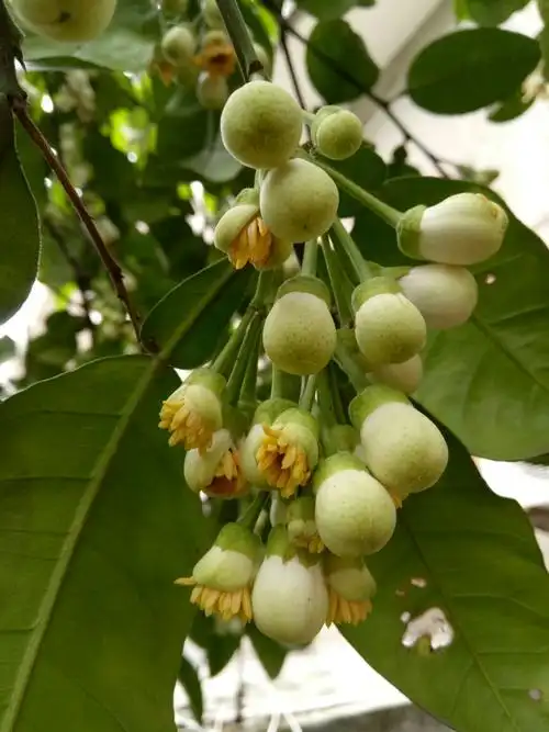 香满院---柚子花 - 美篇