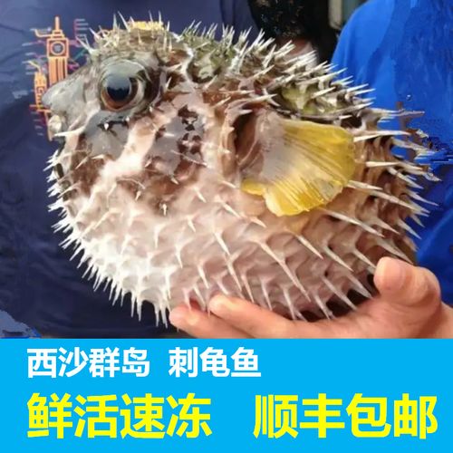 刺龟鱼刺豚鱼海南西沙鲜活冷冻海鲜水产新鲜熬煲汤刺鲍鱼深海养胃