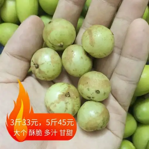 现摘潮汕新鲜甜种油甘果赤皮油柑牛甘果余甘孕妇水果甘甜500g