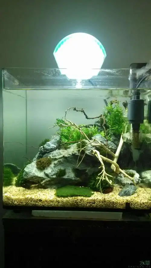 造一虾缸 - 水草造景 - 龙巅水草