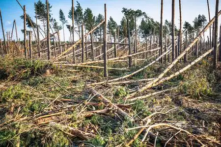 影响风暴毁坏森林的强风暴的影响照片