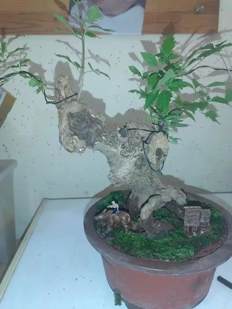 《黄荆》盆景: 盆景素材取自野生的老桩也称生桩,下山桩 - 抖音