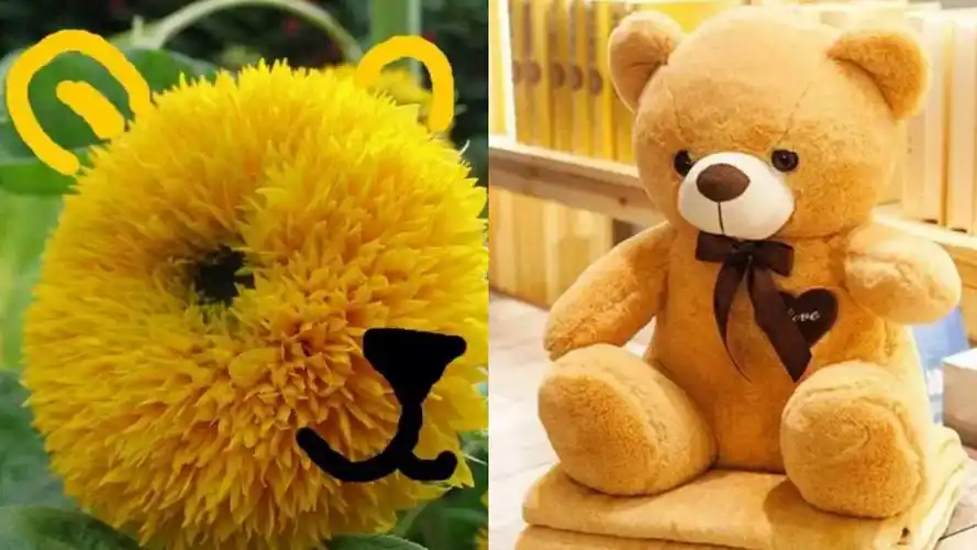 种玩具熊向日葵,太萌了