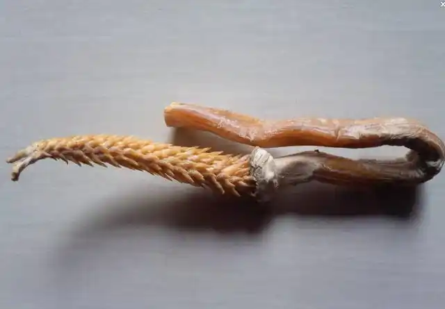 百兽之王现在已濒临灭绝了