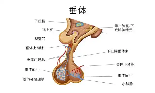 头晕或视力短期内急剧下降,神经外科李士其教授提醒应警惕垂体瘤